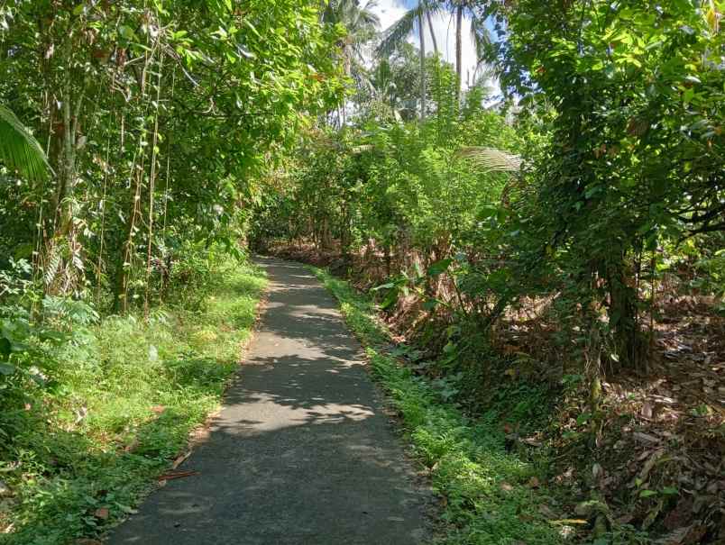 dijual tanah desa angkah selemadeg