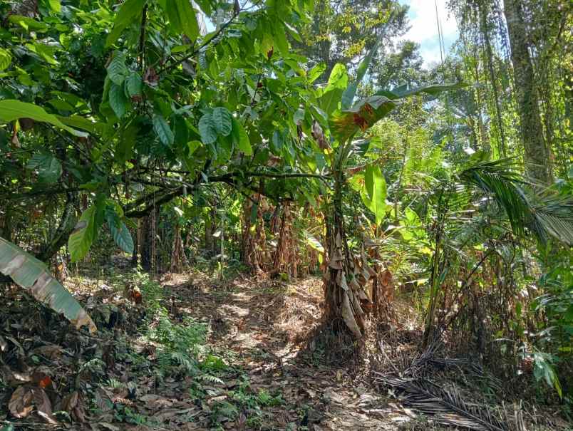 dijual tanah desa angkah selemadeg