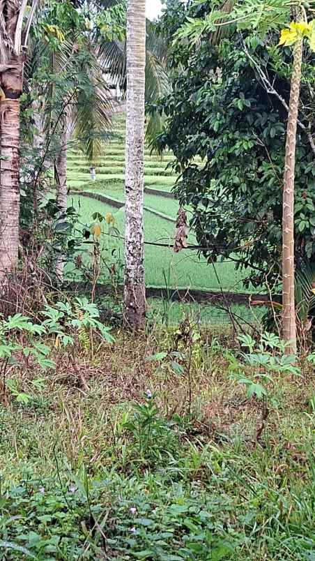 dijual tanah desa lumbung selemadeg