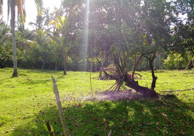 dijual tanah desa lumbung selemadeg