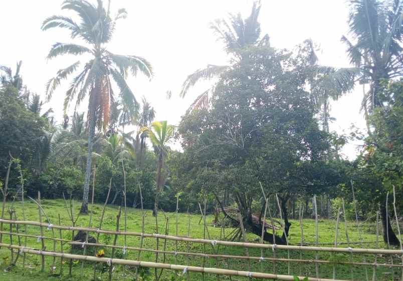 dijual tanah desa lumbung selemadeg