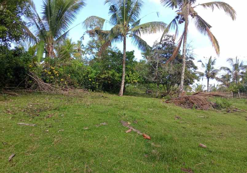 dijual tanah desa lumbung selemadeg