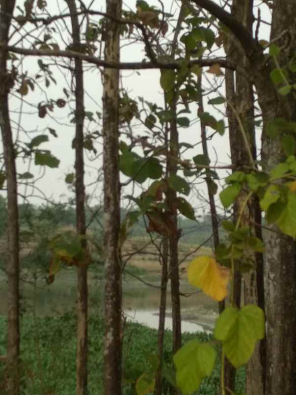 dijual tanah desa mojopuro sumberlawang