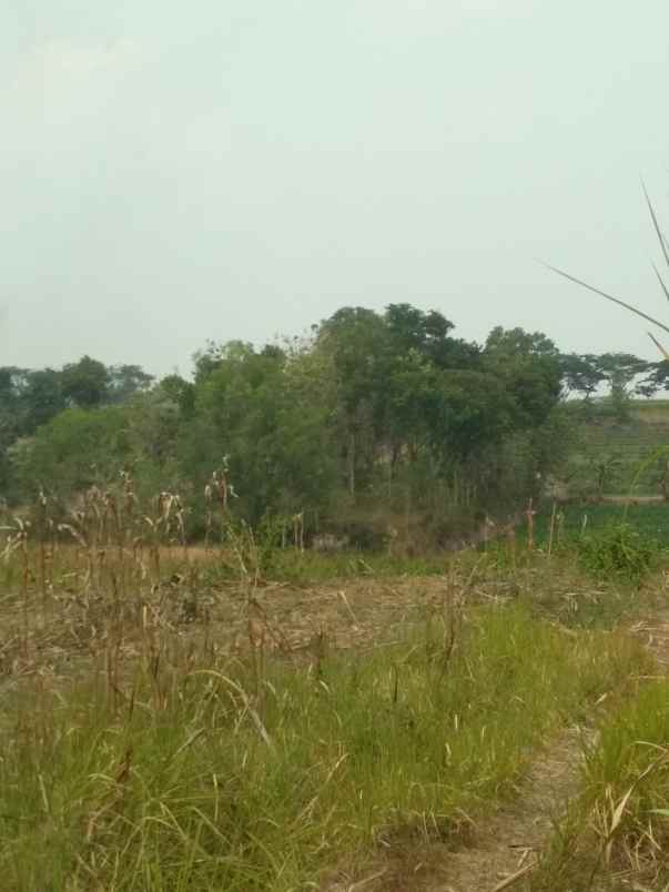 dijual tanah desa mojopuro sumberlawang