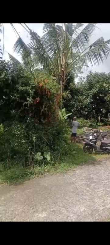 dijual tanah desa pupuan sawah