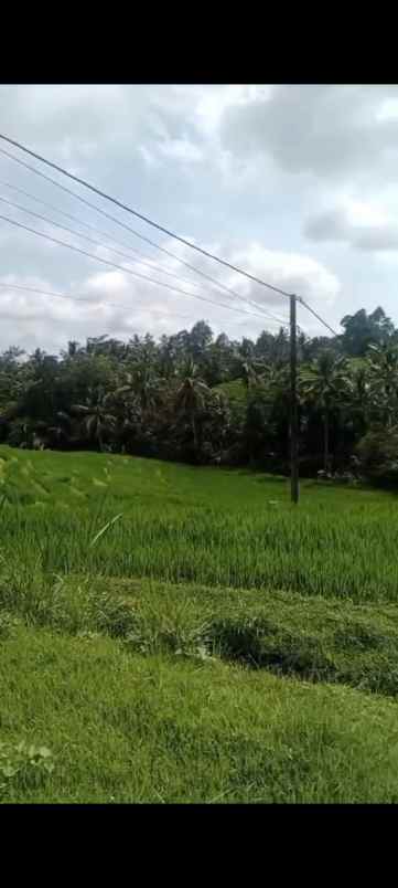 dijual tanah desa pupuan sawah