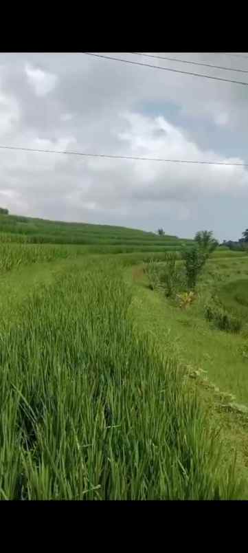dijual tanah desa pupuan sawah