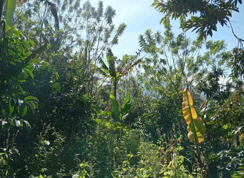 dijual tanah desa sanda kec pupuan kab