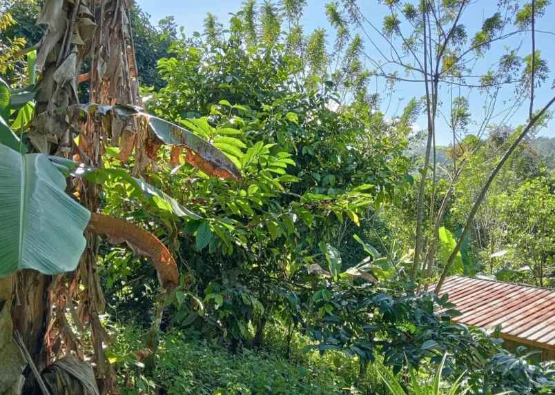 dijual tanah desa sanda kec pupuan kab