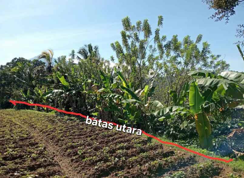 dijual tanah desa sanda kec pupuan kab