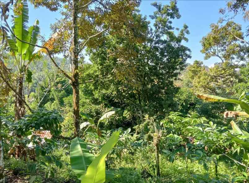 dijual tanah desa sanda kec pupuan kab