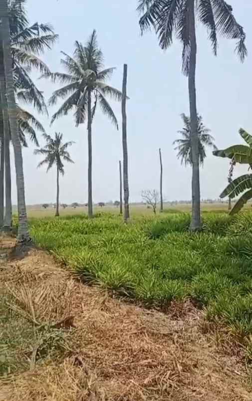 dijual tanah desa sukatenang