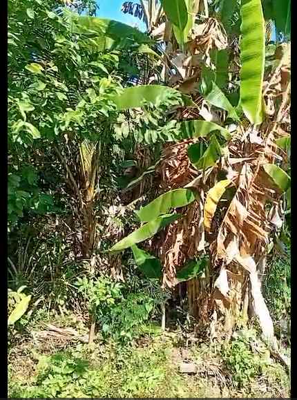 dijual tanah jl raya bajangan desa