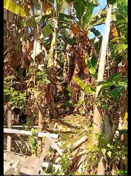 dijual tanah jl raya bajangan desa