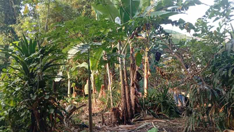 dijual tanah kalimulya cilodong depok