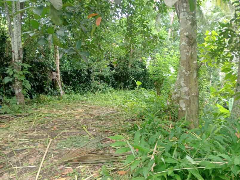 dijual tanah kebun dekat pantai murah tempat strategis