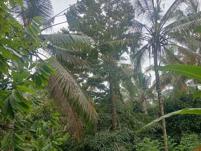 dijual tanah kebun dekat pantai murah tempat strategis