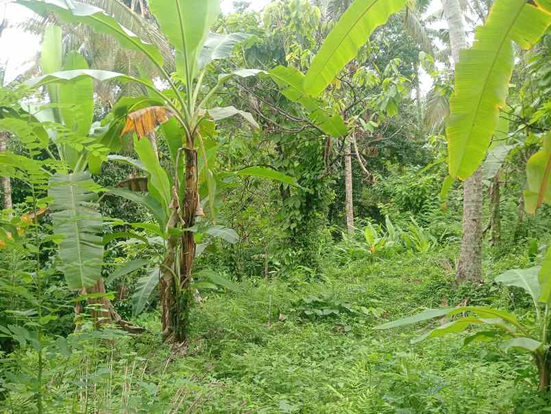 dijual tanah kebun dekat pantai murah tempat strategis