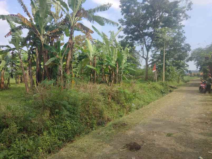 dijual tanah kebun pinggir jl desa lingkungan penduduk