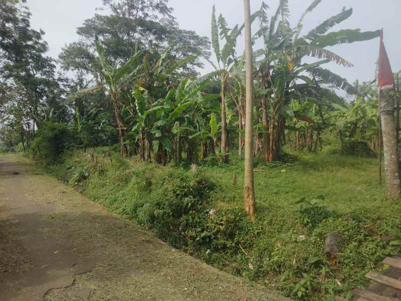 dijual tanah kebun pinggir jl desa lingkungan penduduk