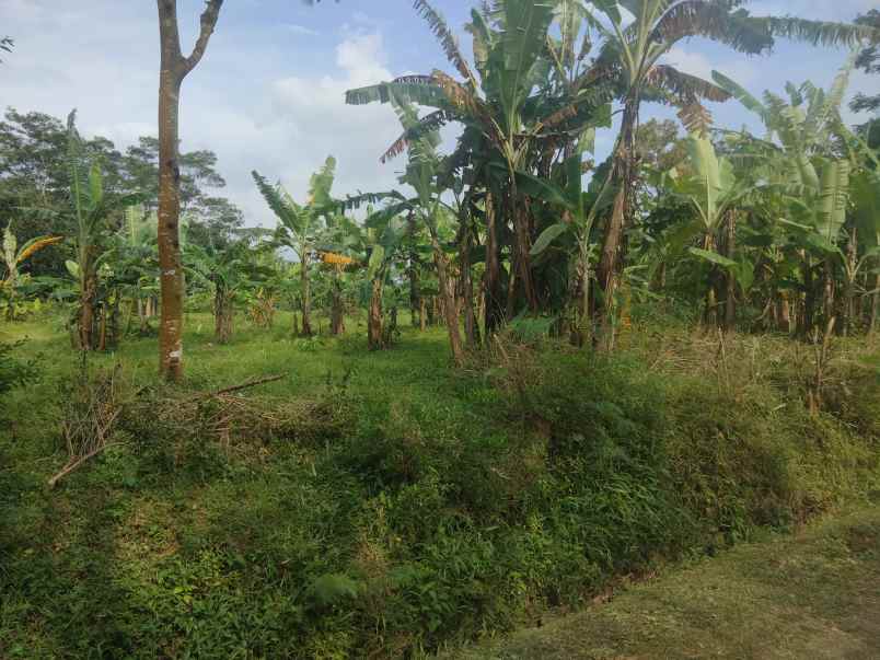 dijual tanah kebun pinggir jl desa lingkungan penduduk