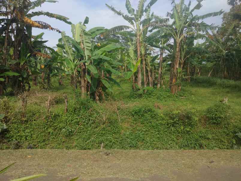 dijual tanah kebun pinggir jl desa lingkungan penduduk