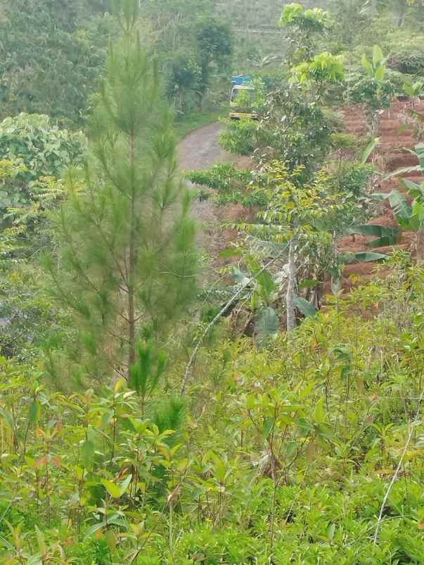 dijual tanah kebun produktif dan strategis