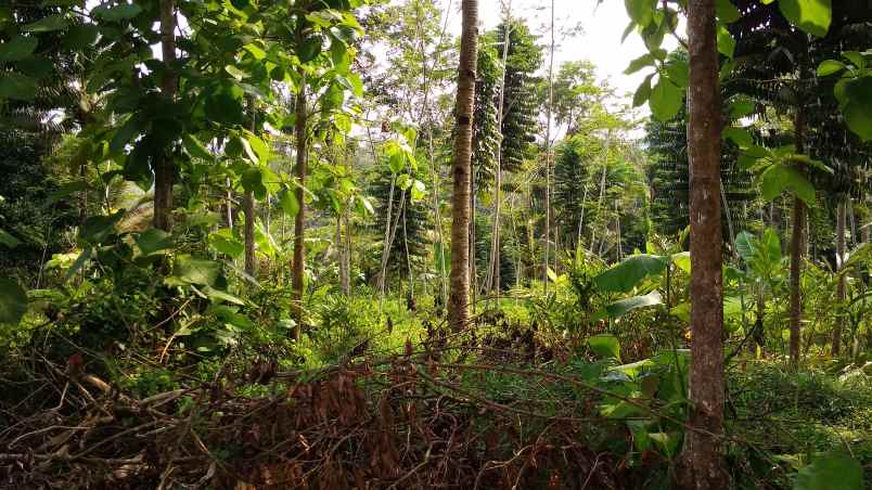 dijual tanah kebun produktif pinggir jalan raya