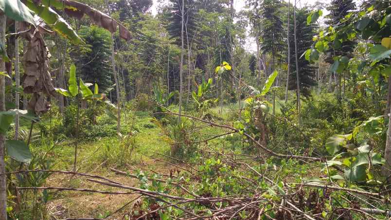 dijual tanah kebun produktif pinggir jalan raya