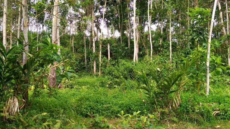 dijual tanah kebun produktif pinggir jalan raya