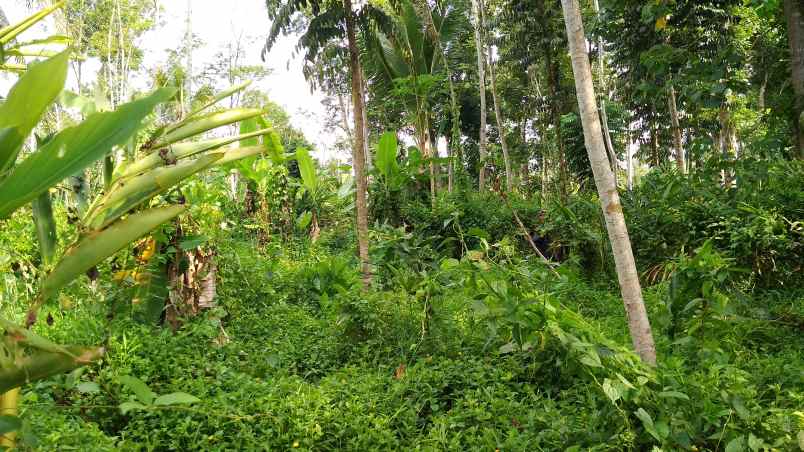 dijual tanah kebun produktif pinggir jalan raya