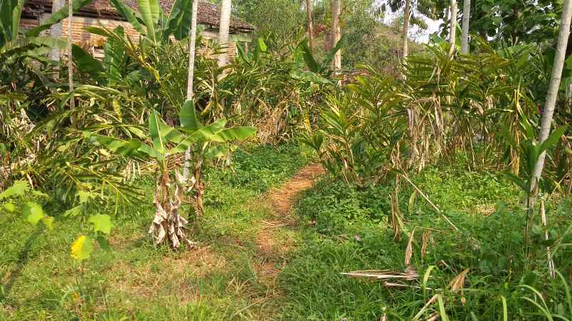 dijual tanah kebun produktif pinggir jalan raya