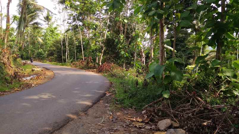 dijual tanah kebun produktif pinggir jalan raya