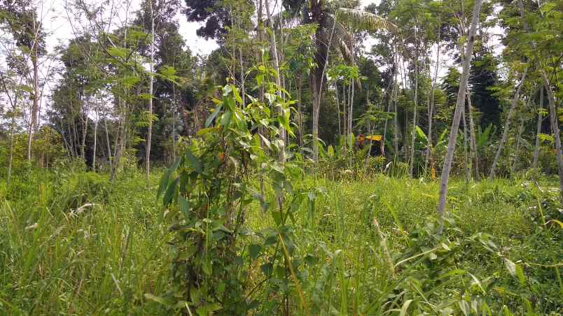 dijual tanah kebun produktif pinggir jalan raya
