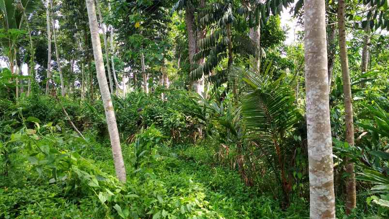 dijual tanah kebun produktif pinggir jalan raya