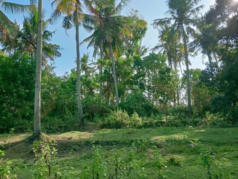 dijual tanah medewi beach pekutatan