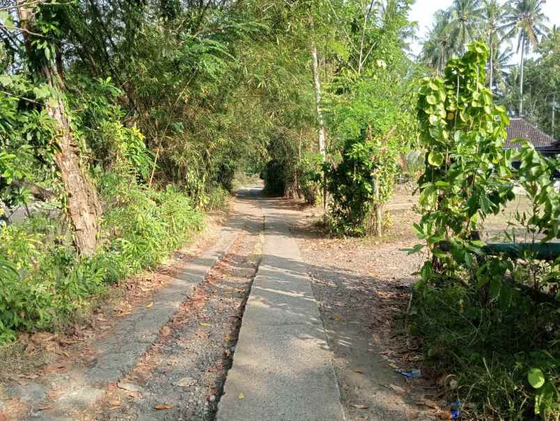 dijual tanah medewi beach pekutatan