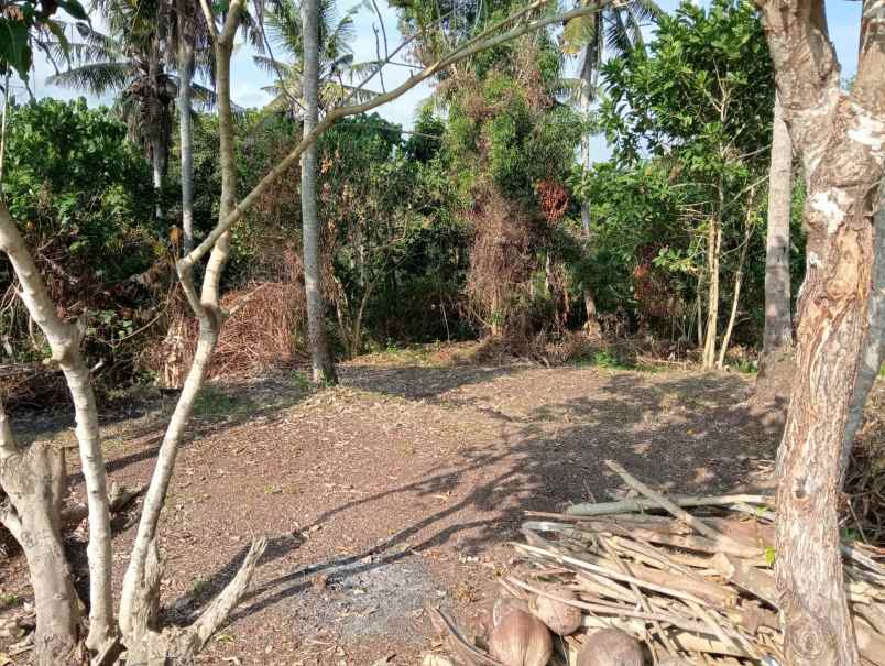 dijual tanah medewi beach pekutatan