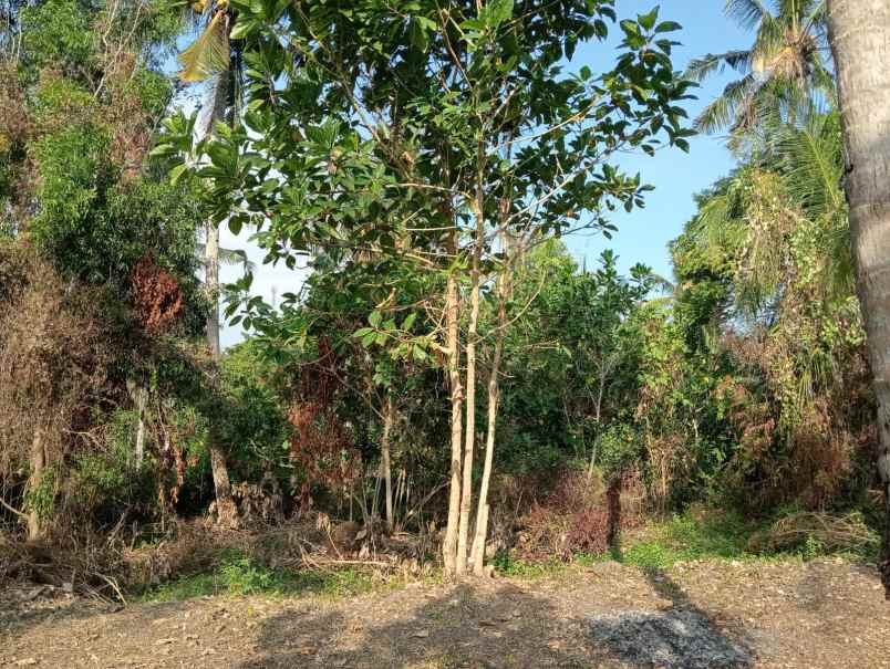 dijual tanah medewi beach pekutatan