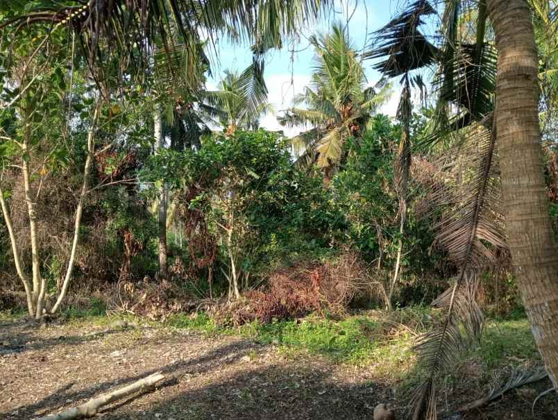 dijual tanah medewi beach pekutatan