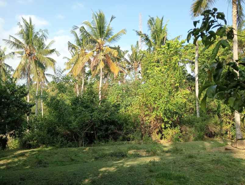 dijual tanah medewi beach pekutatan