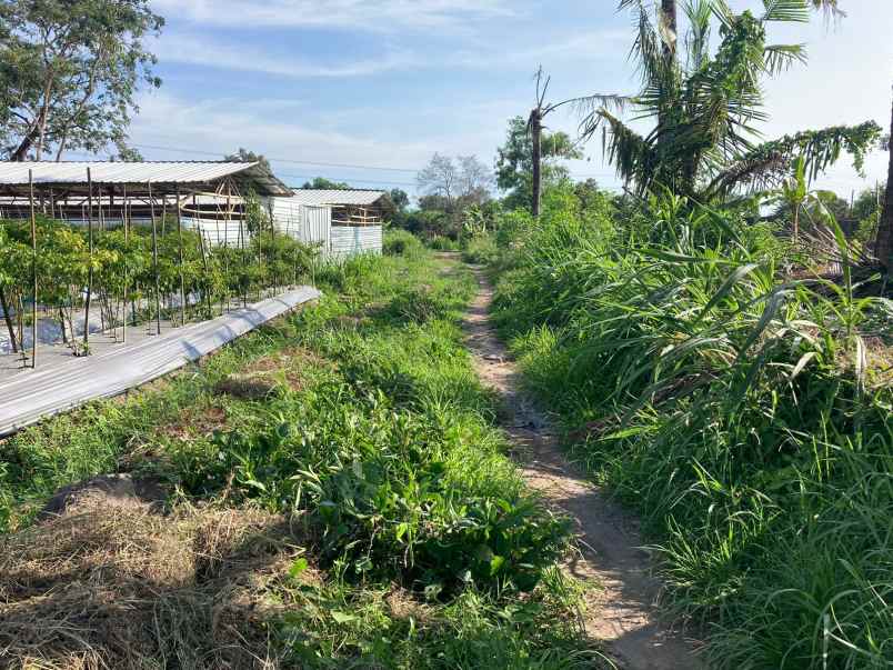 dijual tanah ngebo sukoharjo kec