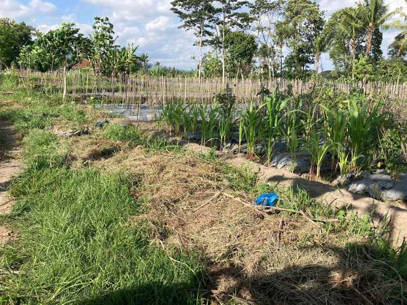 dijual tanah ngebo sukoharjo kec