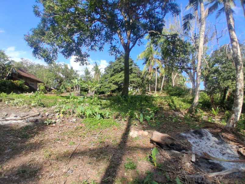 dijual tanah pantai balian selemadeg
