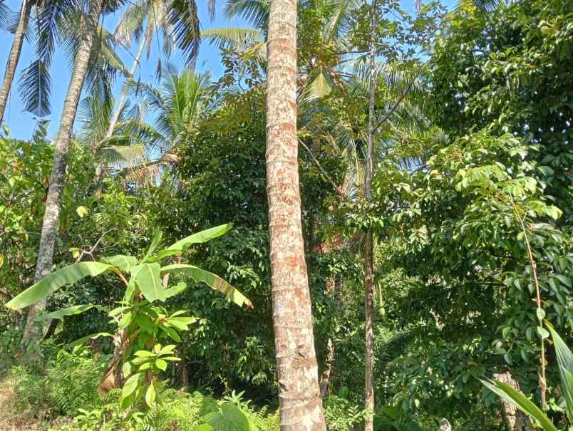 dijual tanah pinggir jalan hotmix dekat pantai balian