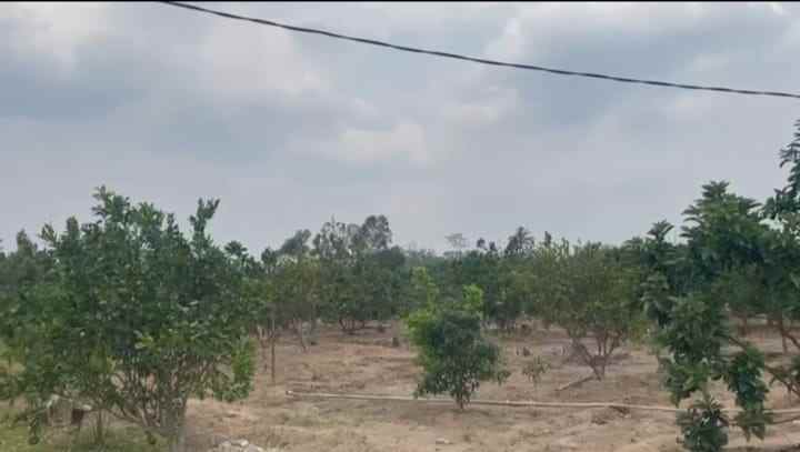 dijual tanah relung helok natar