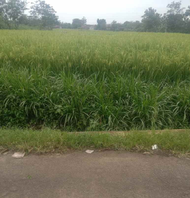 dijual tanah sawah pinggir jl desa