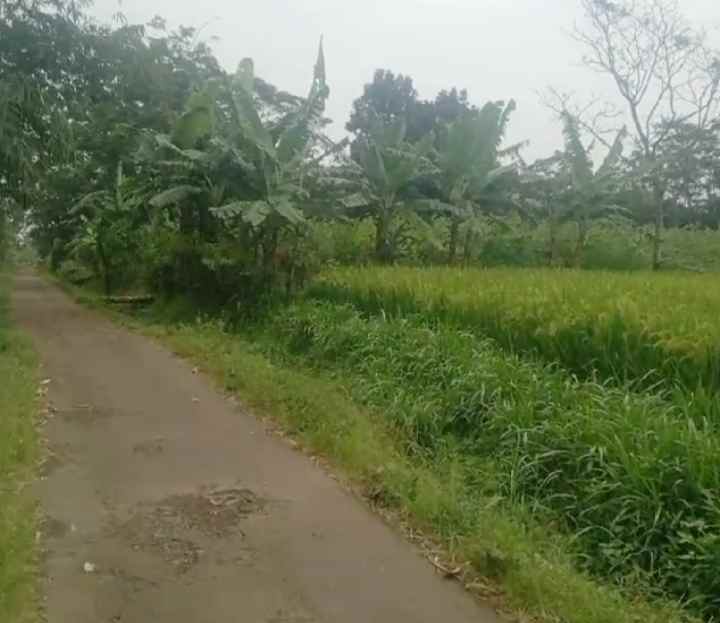 dijual tanah sawah pinggir jl desa