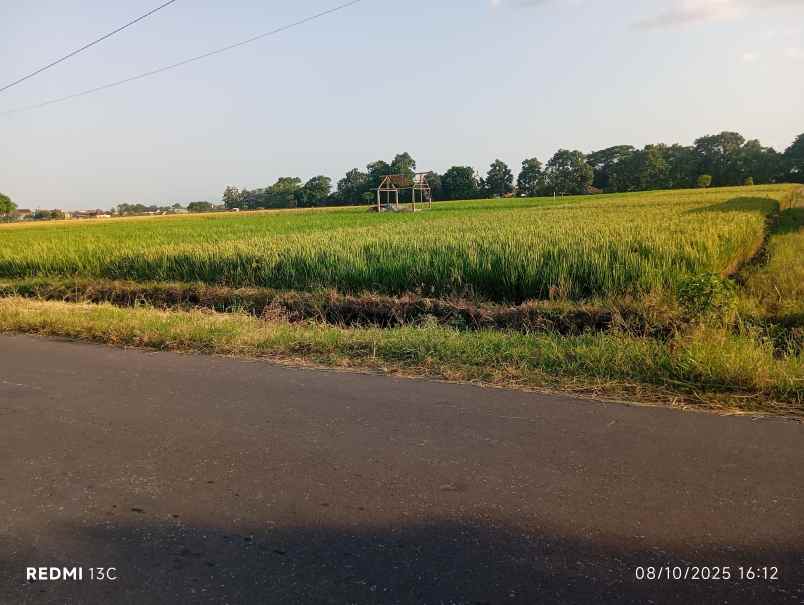 dijual tanah sawit boyolali