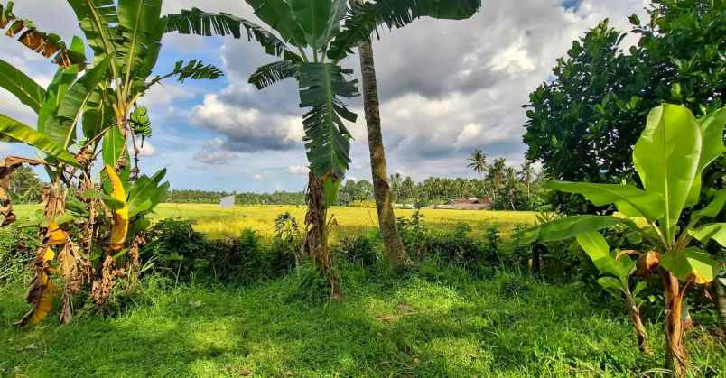 dijual tanah timpag kerambitan kab